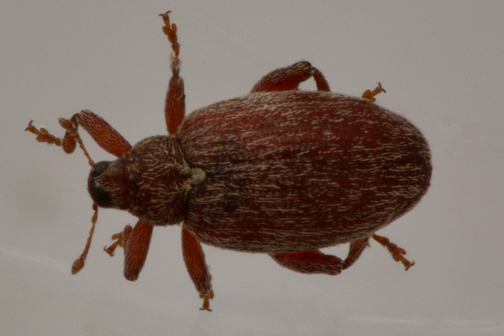 Orchestes testaceus, Curculionidae